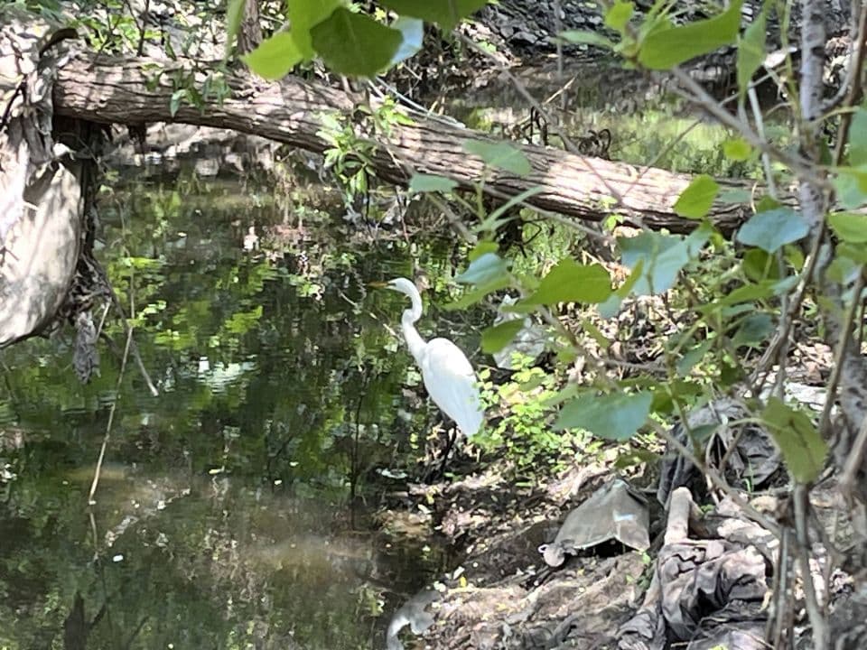 heron in creek